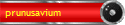 prunusavium